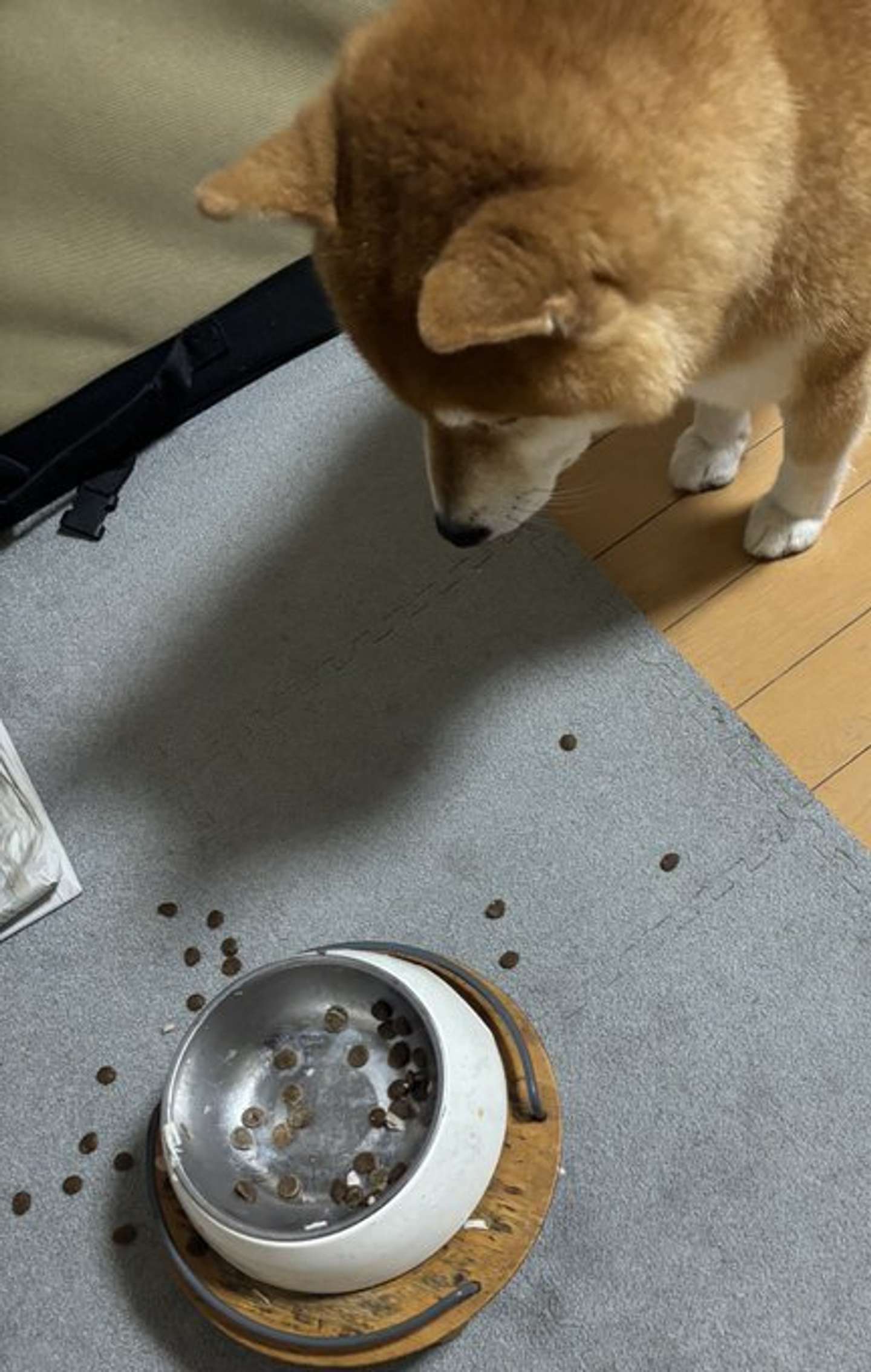 牛肉、おいしすぎるわん...（画像提供；＠kotaro_changさん）