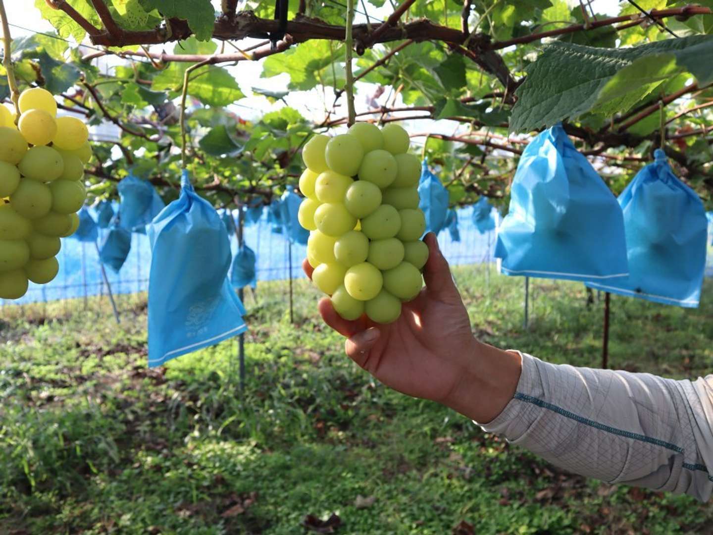 杉本さんの育てるシャインマスカット、とても大きい