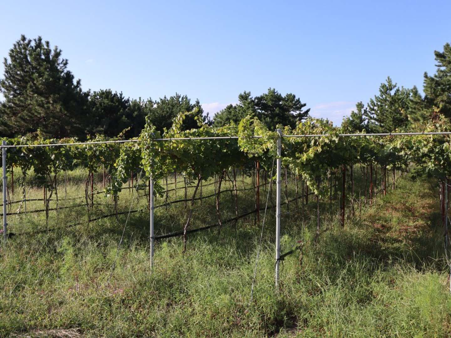 ワイン用ブドウは収穫済みだった