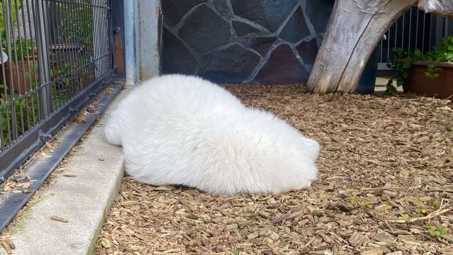 真っ白だ（画像は周南市徳山動物園公式Xアカウントの投稿より、再掲）