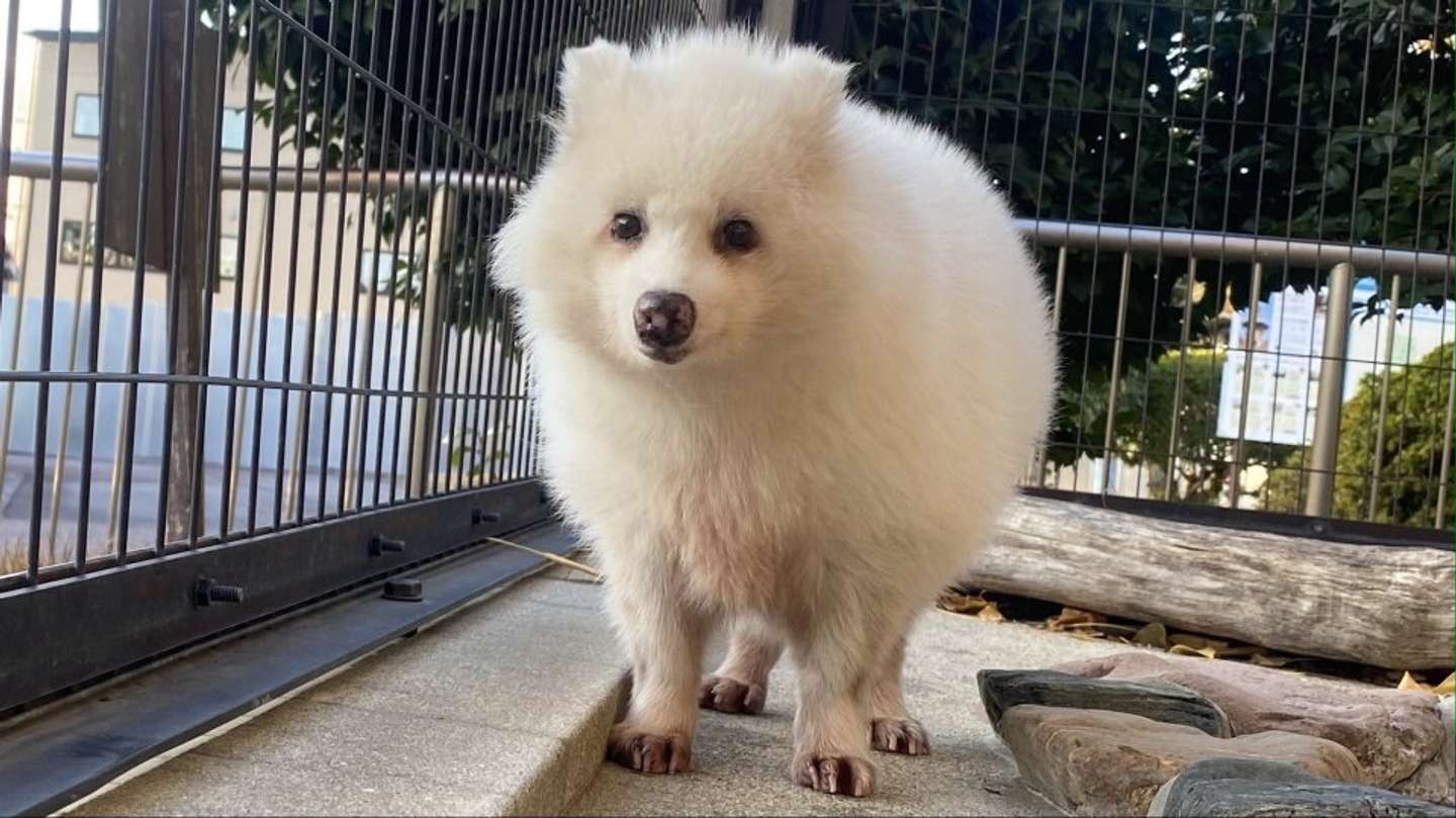ホンドタヌキの「アキラ」さん（画像提供：周南市徳山動物園）