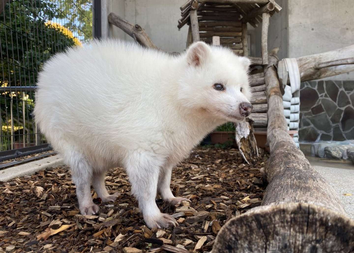 ホンドタヌキの「白変種」（画像提供：周南市徳山動物園）
