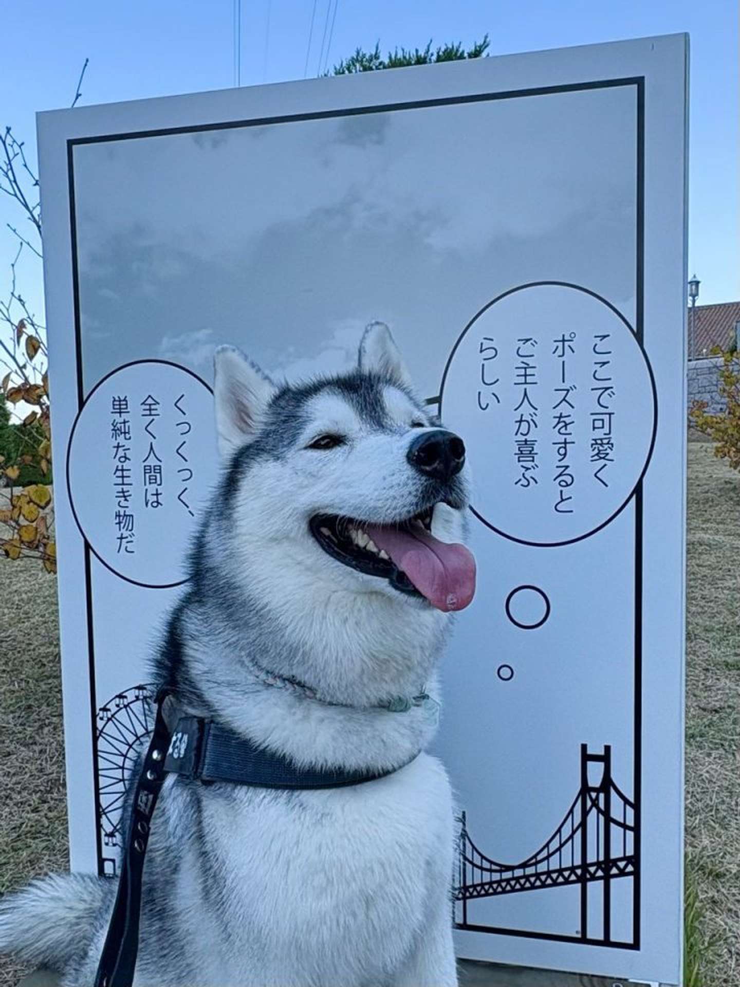 ご主人だけでなくXユーザーが大歓喜≪画像提供：moto（@motoro_ka）さん、再掲≫