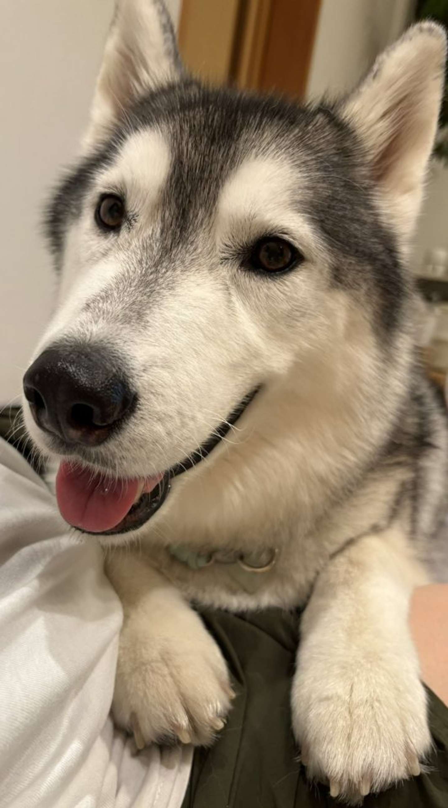 クッキーをおねだりするときのあざといはるくん≪画像提供：moto（@motoro_ka）さん≫