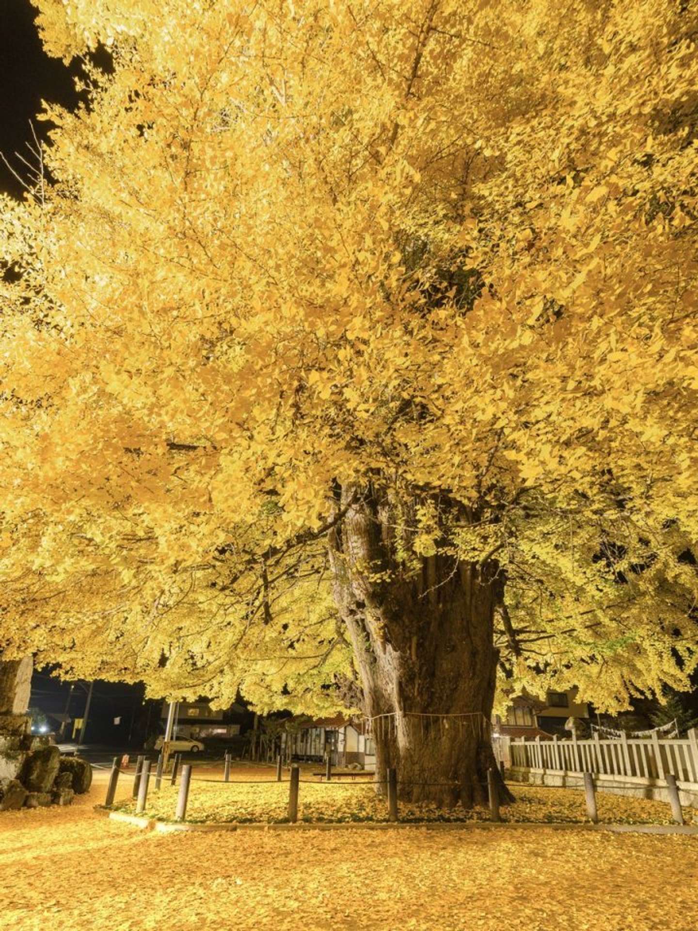 bird（＠3m1ek）さんの投稿より、再掲
