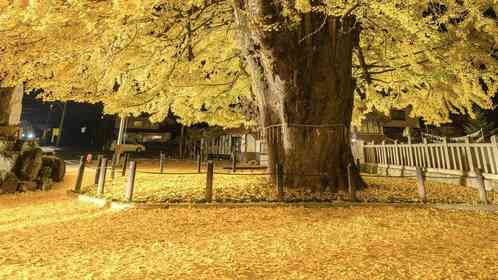 広島・安芸太田の〝樹齢1100年〟大銀杏に9.1万人感嘆　黄金色に染まる...圧巻の幻想空間