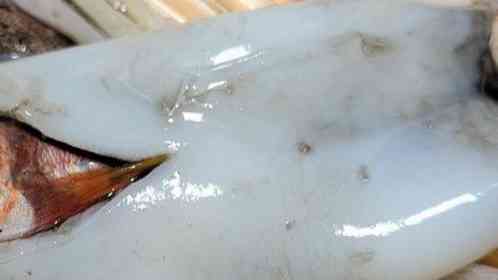 画像提供：☆★モチコ★☆（＠mochicco69）さん