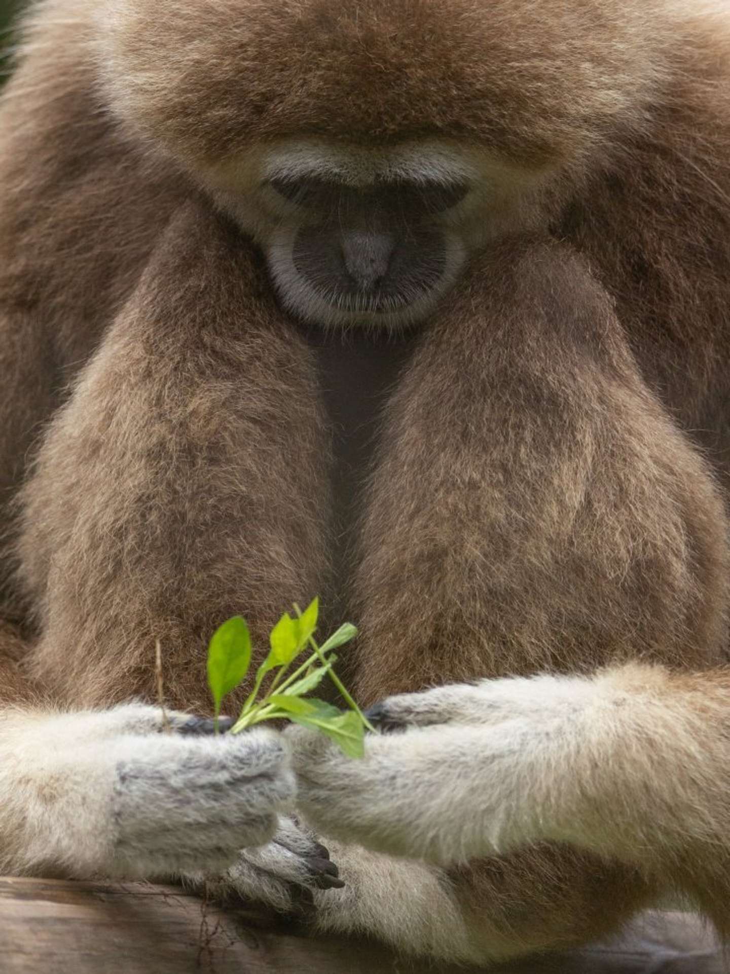 じぃっ（画像はおーあ＠kanazawakitechoさんの投稿より）