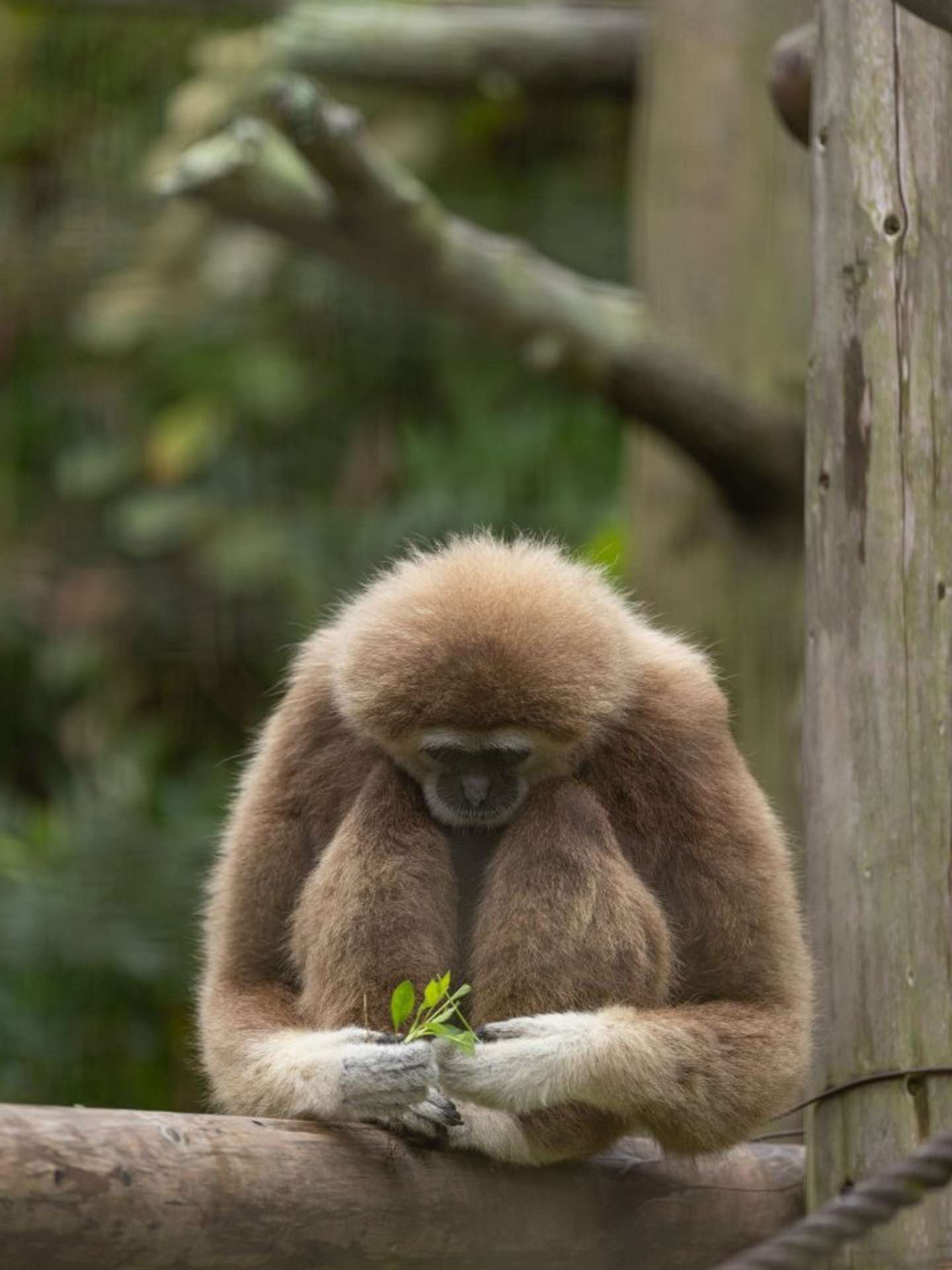 この後、どうした？（画像はおーあ＠kanazawakitechoさんの投稿より、再掲）