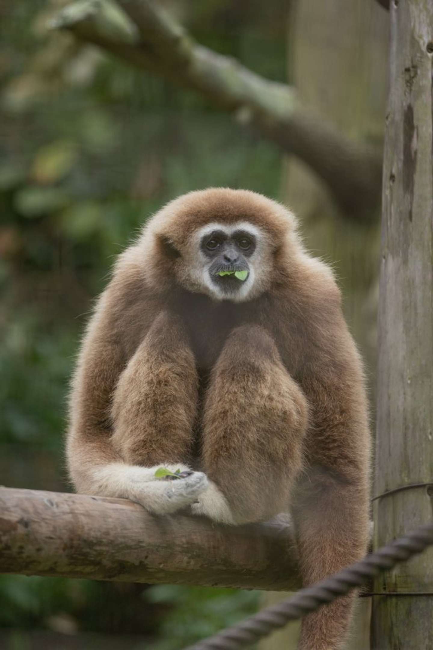 パクリ（画像はおーあ＠kanazawakitechoさんの投稿より）