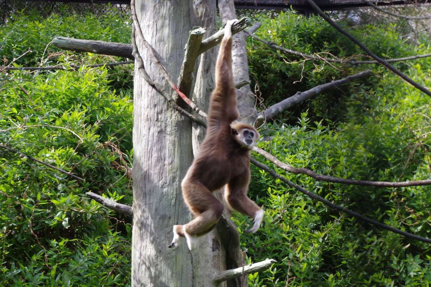 30才のユウタロウ（画像提供：金沢動物園）