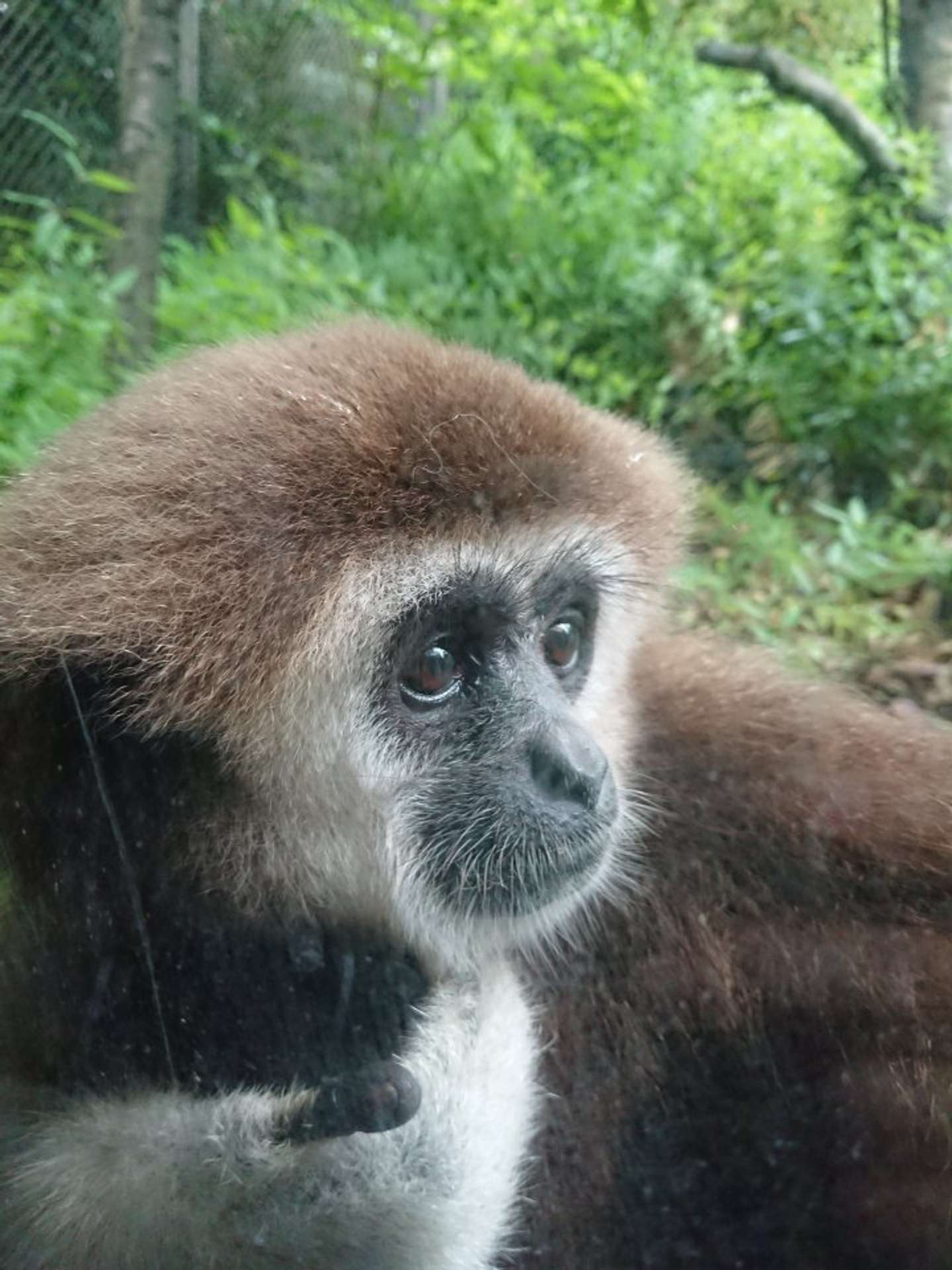 つぶらな瞳です（画像提供：金沢動物園）