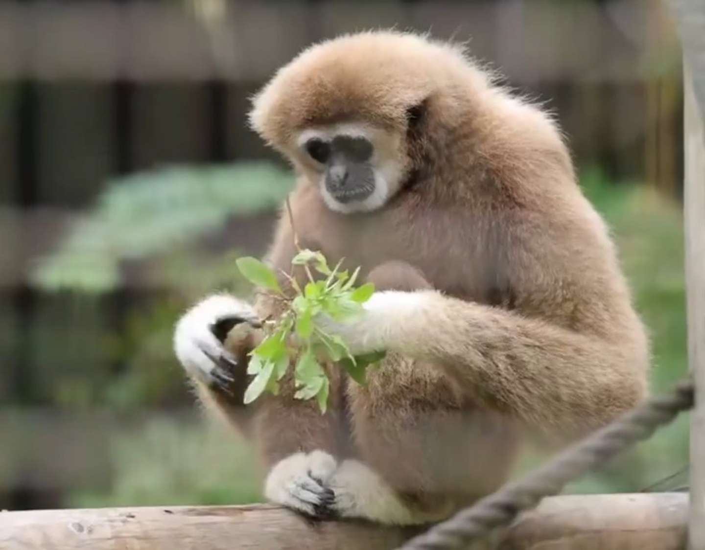 葉っぱ、抜いてきた（画像はおーあ＠kanazawakitechoさんの投稿より）