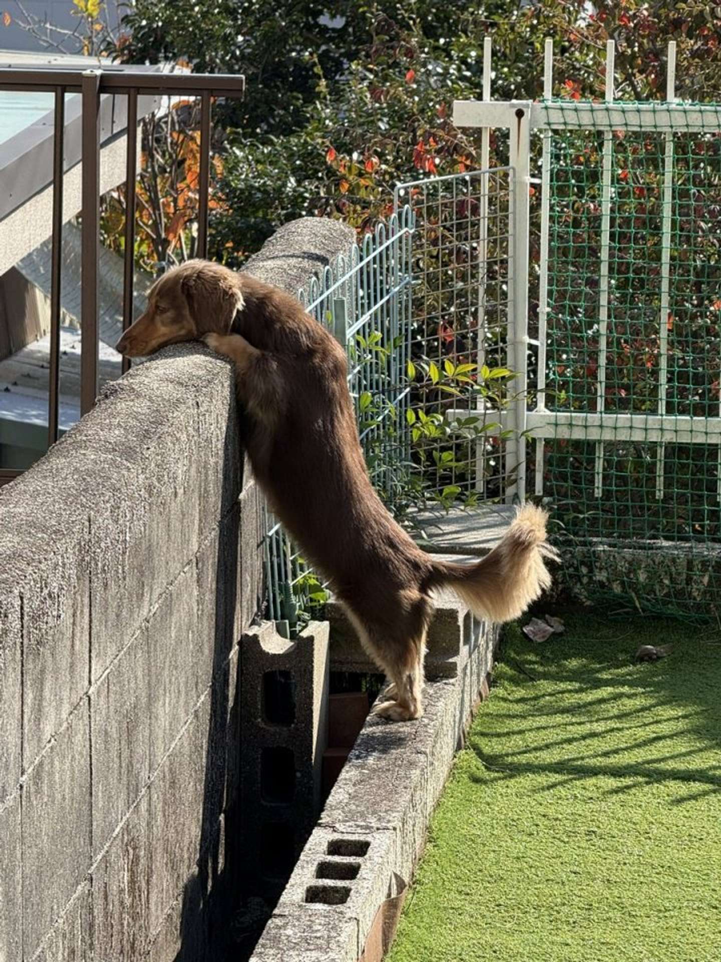 のぞき（画像提供：ちゃんみん＠kina_komugiさん）