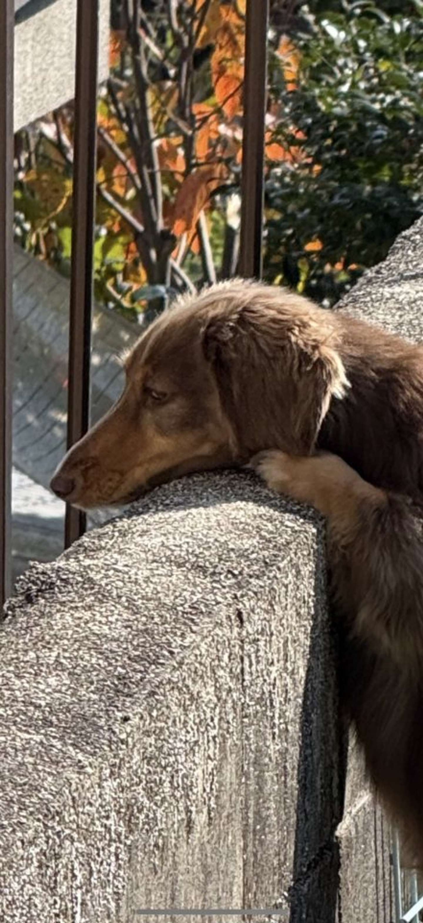 真剣な顔（画像提供：ちゃんみん＠kina_komugiさん）