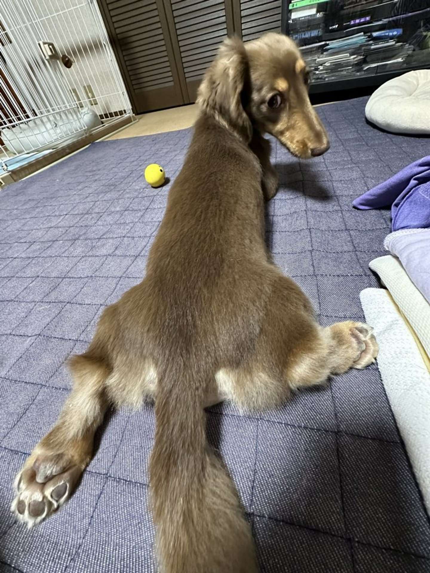 覗きにもなが～い体を活かします（画像提供：ちゃんみん＠kina_komugiさん）