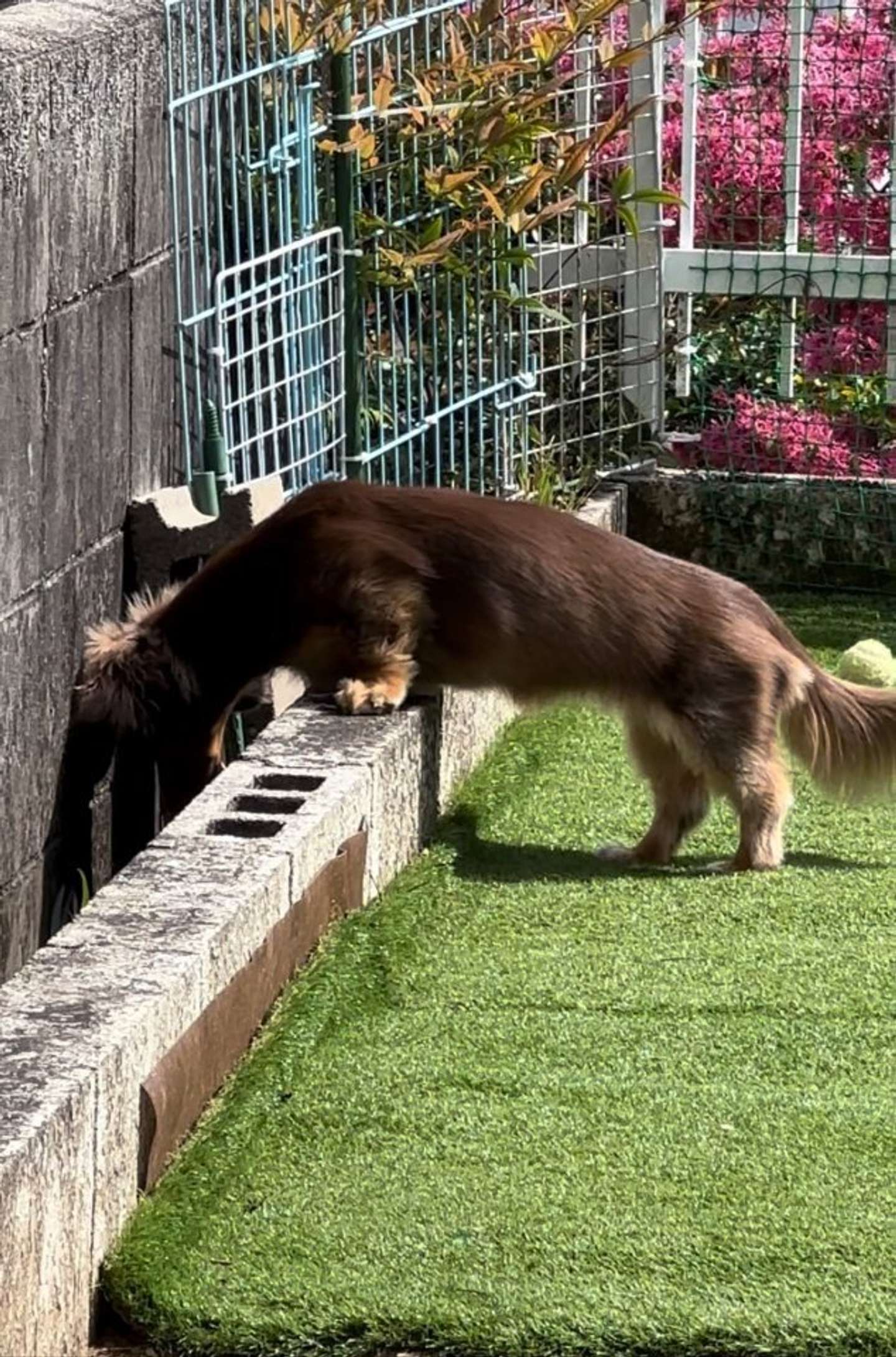 トカゲを覗くもちこちゃん（画像提供：ちゃんみん＠kina_komugiさん）