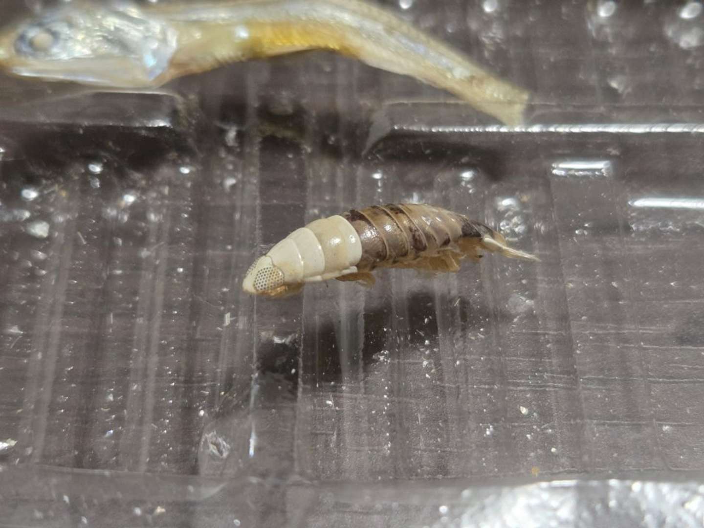 煮干しの中から謎生物（画像はれぴむ＠rrepmさんの投稿より、再掲