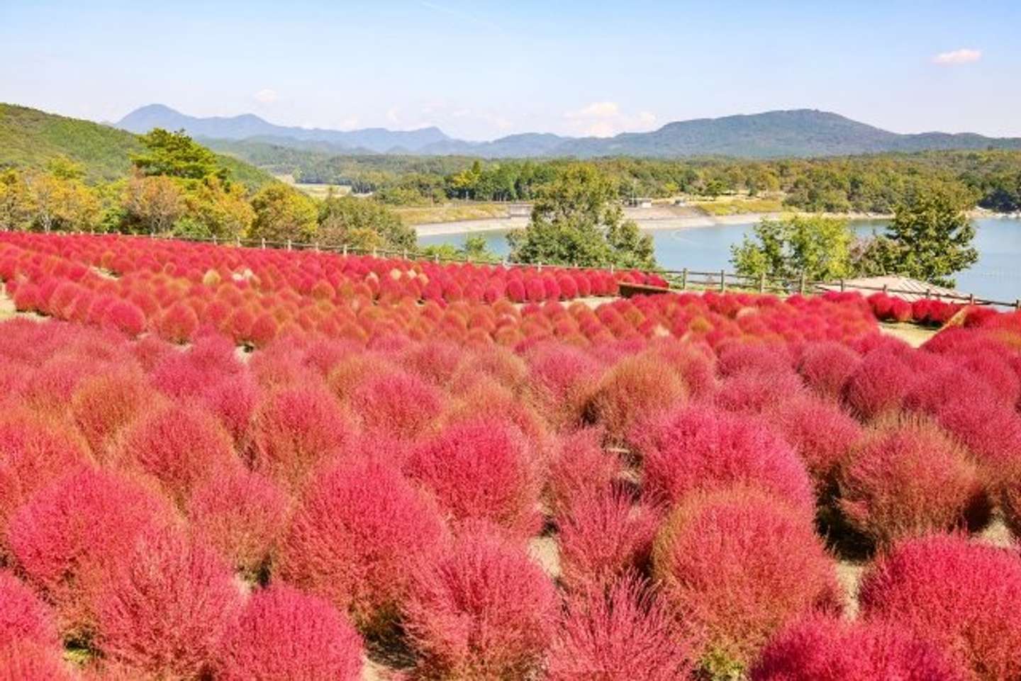 紅葉したコキア。コキアの実が「とんぶり」だって、知ってた？