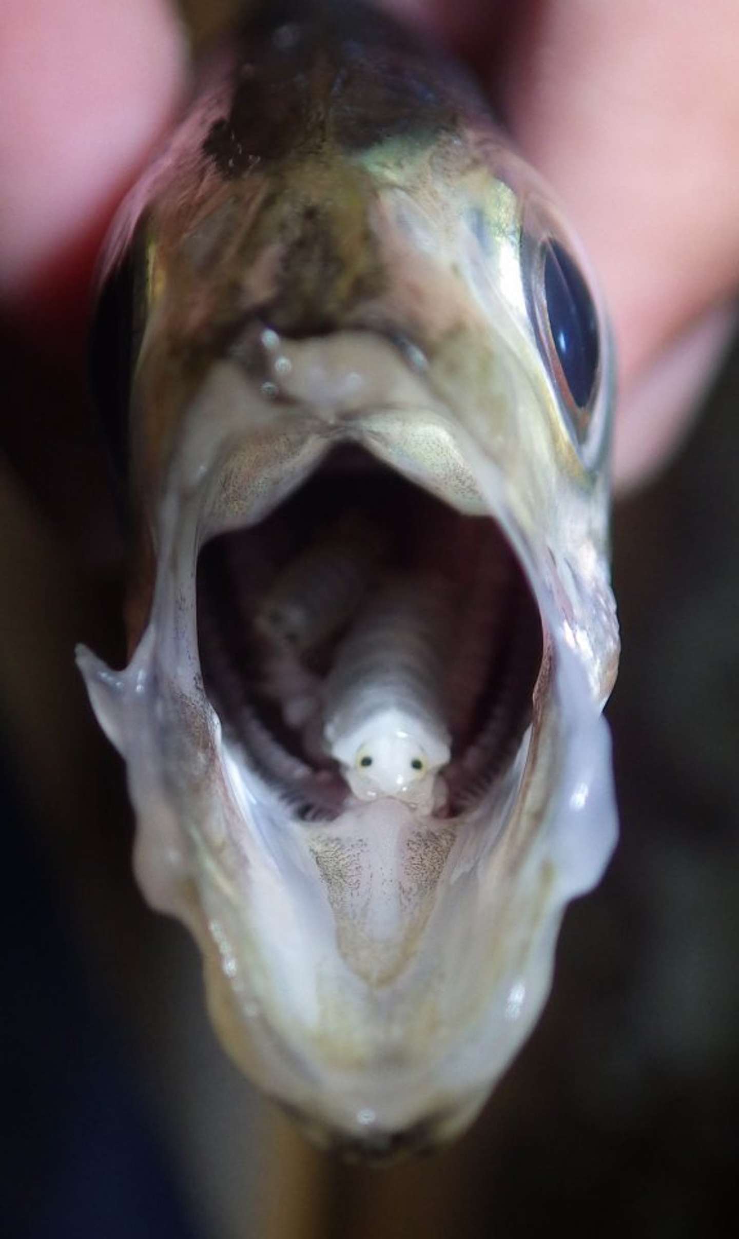 魚の口の中にいるウオノエの仲間（画像提供：きしわだ自然資料館）