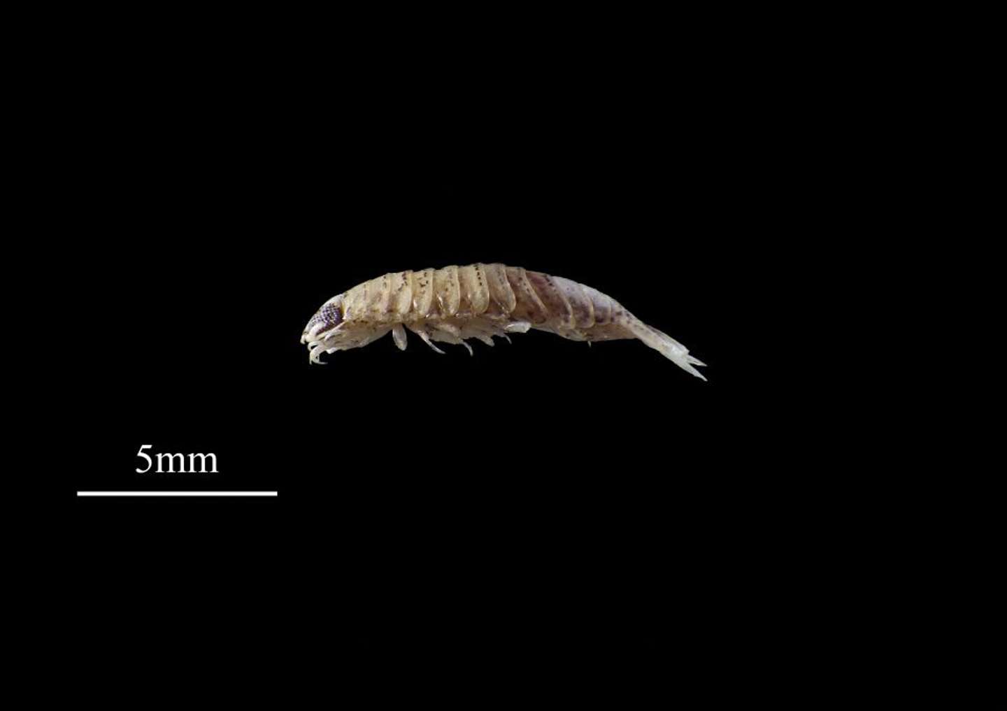 ウオノエの仲間（画像提供：きしわだ自然資料館）