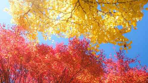 「秋ってこんなに綺麗なんだ」　紅葉と銀杏、見上げた空の〝三色〟に16万人大感動