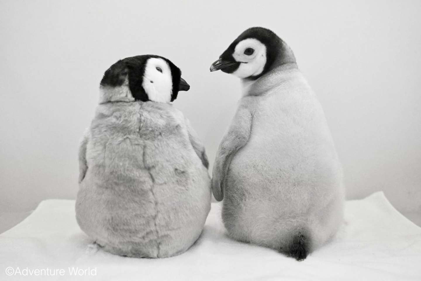 アドベンチャーワールド 公式」（＠aws_official）の投稿より