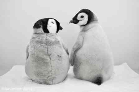 かわいい×かわいいで1.1万人もん絶　アドベンチャーワールドの赤ちゃんペンギン＆ぬいが最強すぎる