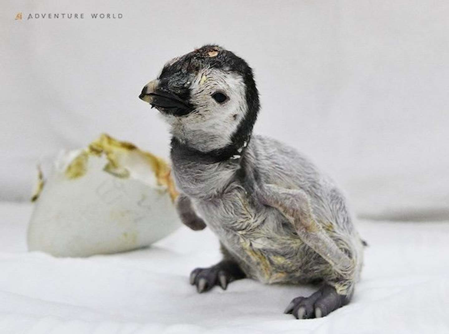 エンペラーペンギンの赤ちゃん　9月30日（０日齢）　画像提供：アドベンチャーワールド