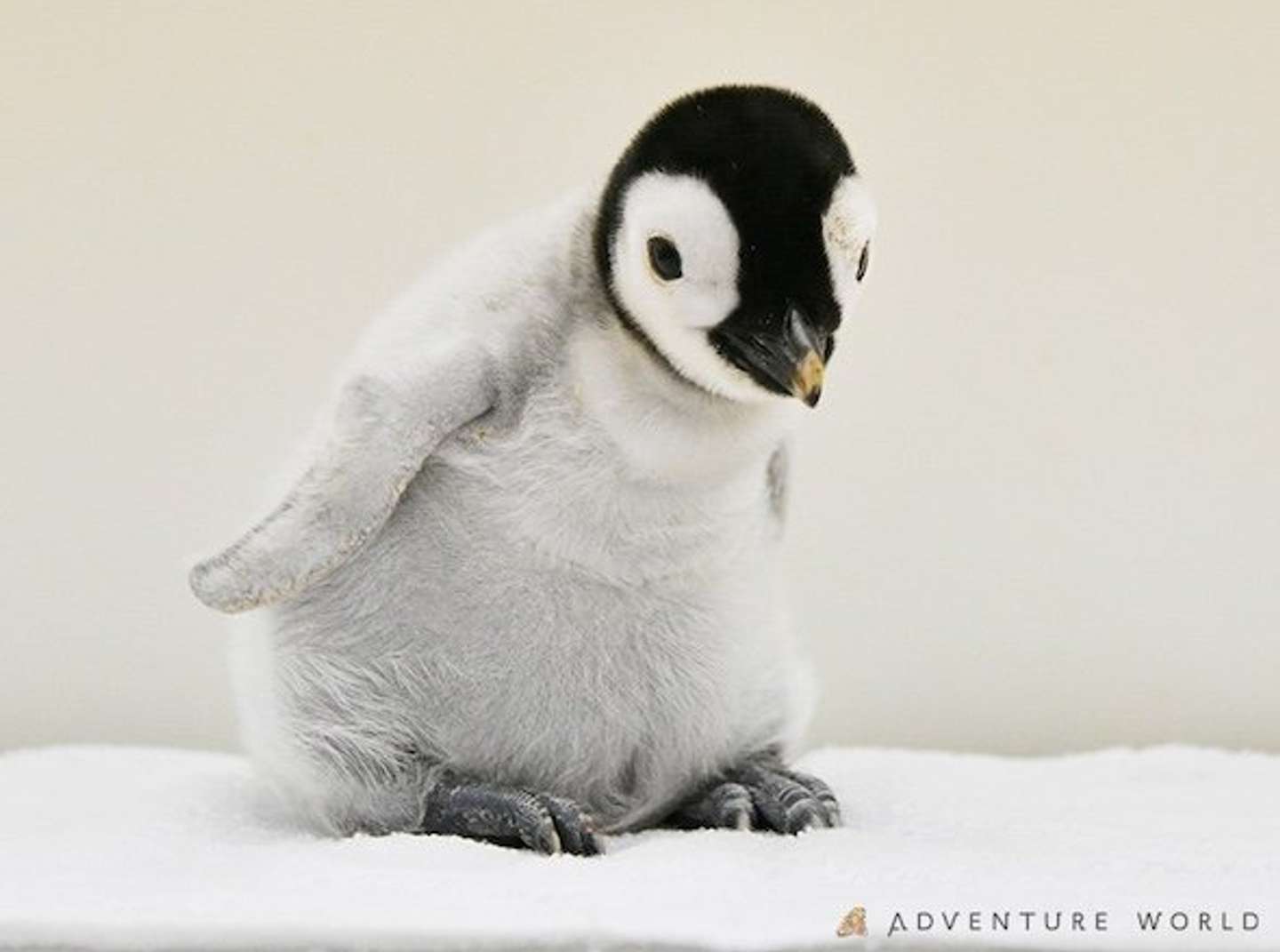 エンペラーペンギンの赤ちゃん　画像提供：アドベンチャーワールド