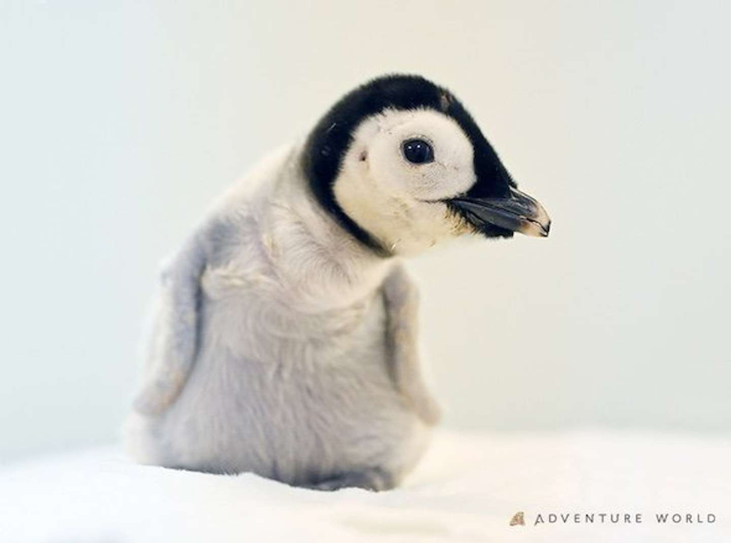 エンペラーペンギンの赤ちゃん　画像提供：アドベンチャーワールド