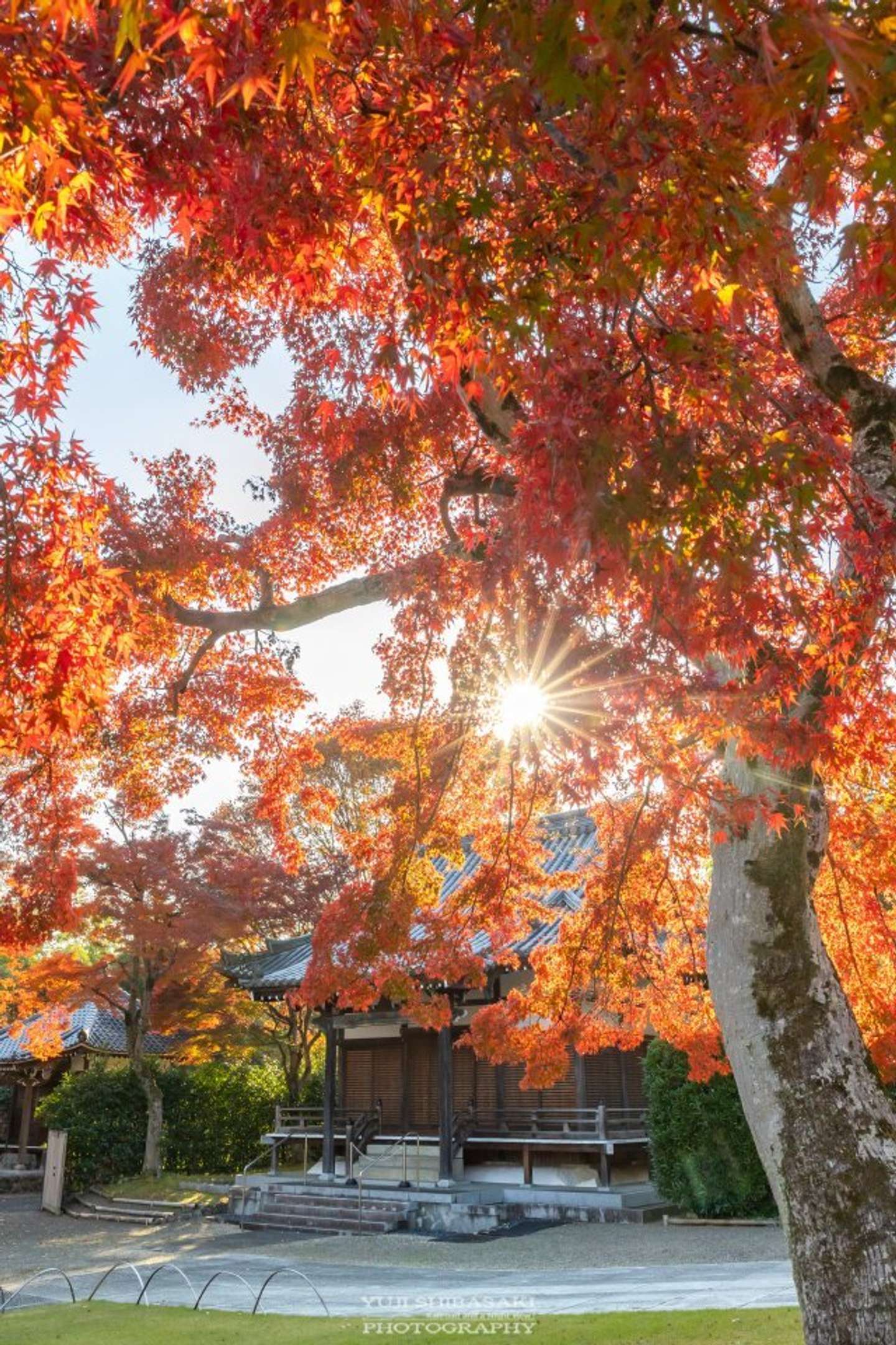 能仁寺の紅葉（Yuji Shibasaki（＠Yuji_48）さんの投稿より）