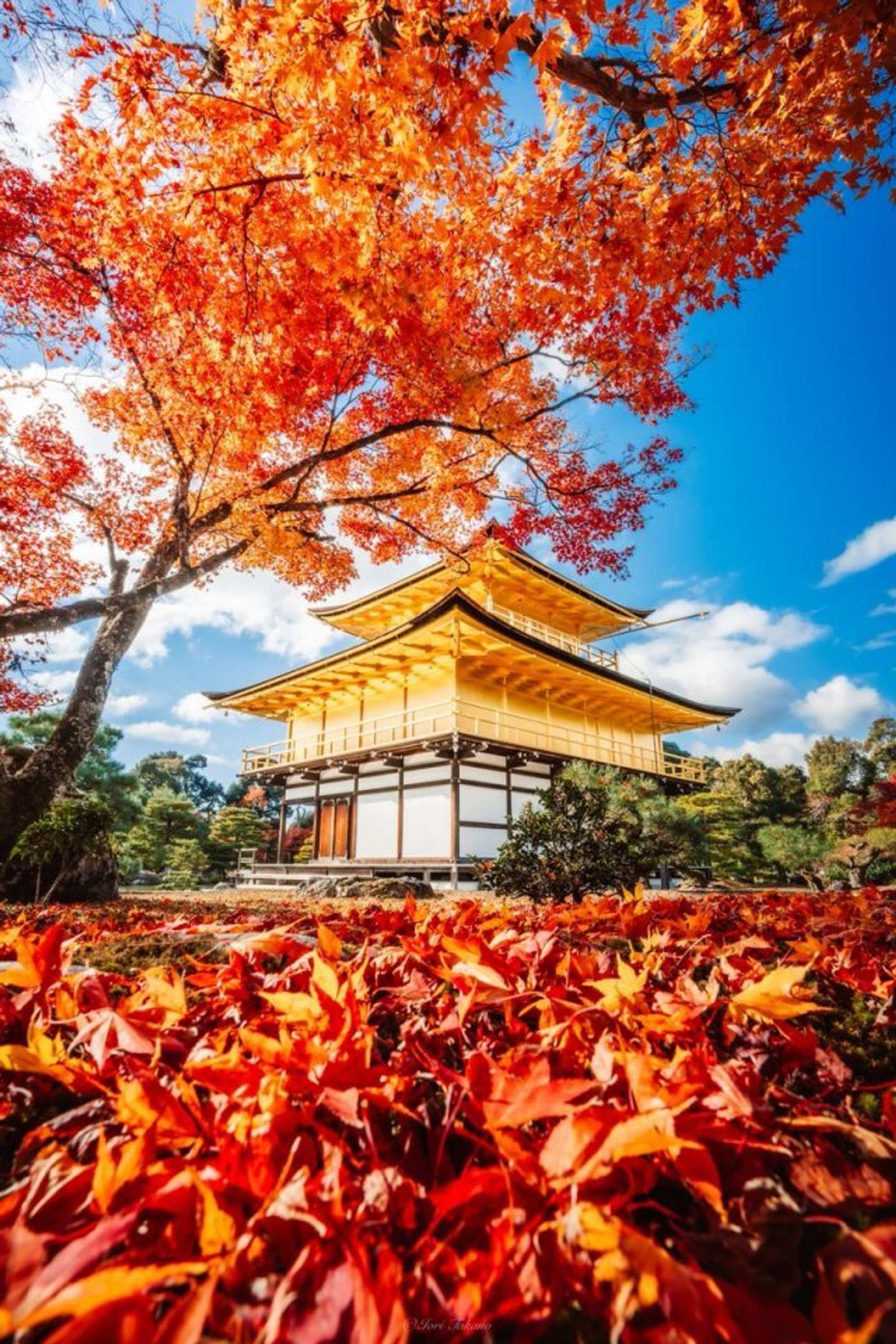 Iori Takano（＠_iori_xx21）さんの投稿より、再掲