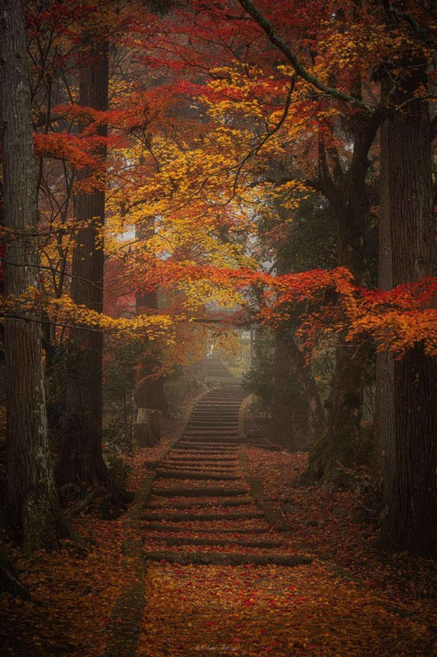 Iori Takano（＠_iori_xx21）さんの投稿より、霧と紅葉の京都･龍穏寺