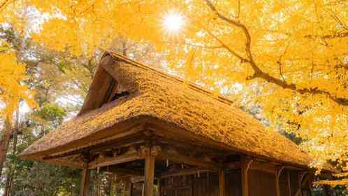 見ごろ迎えた埼玉・玉敷神社の銀杏が美しい　頭上にも足元にも...広がる黄金色にうっとり