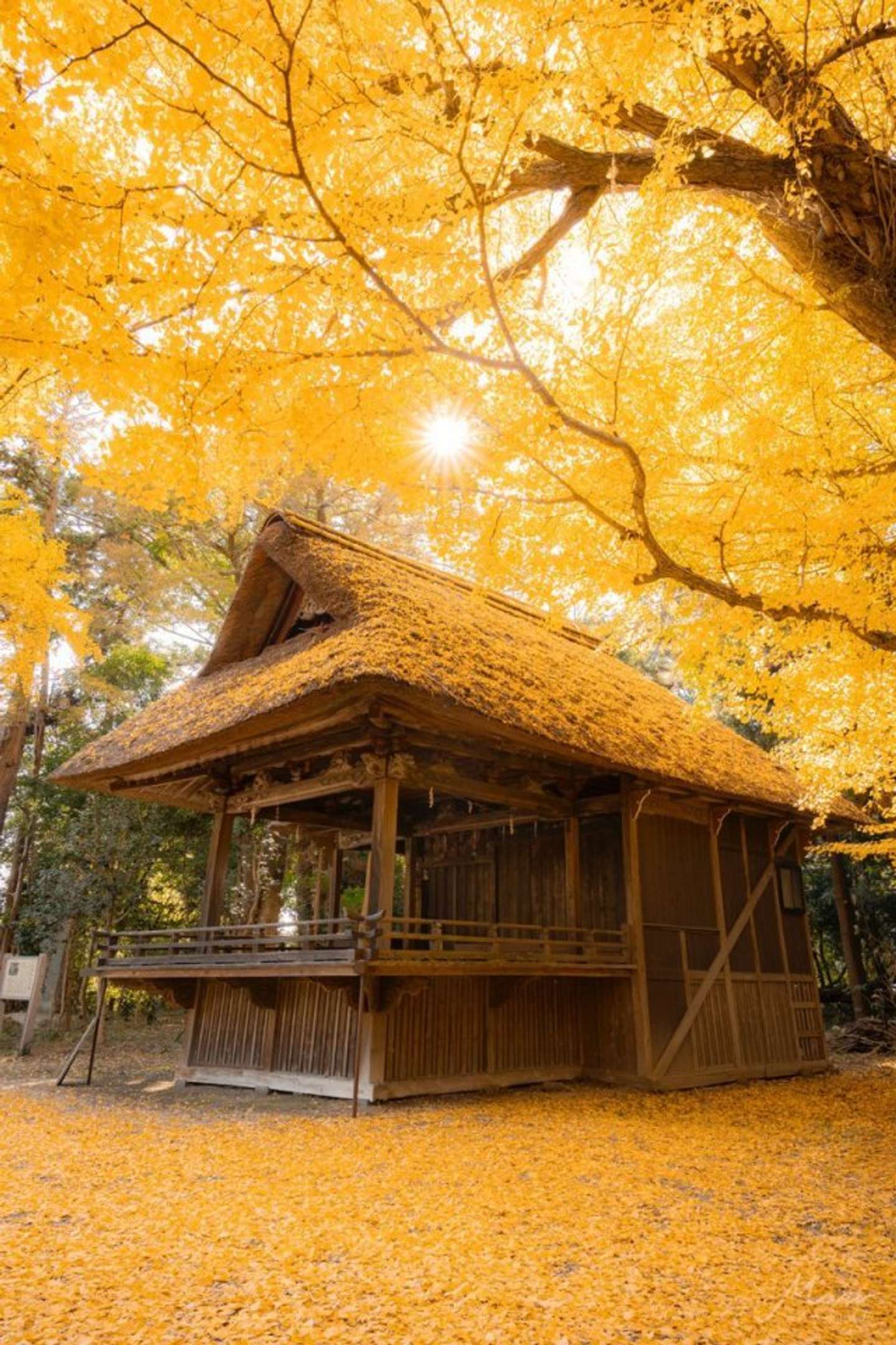 mari（＠mariphoto16）さんの投稿より