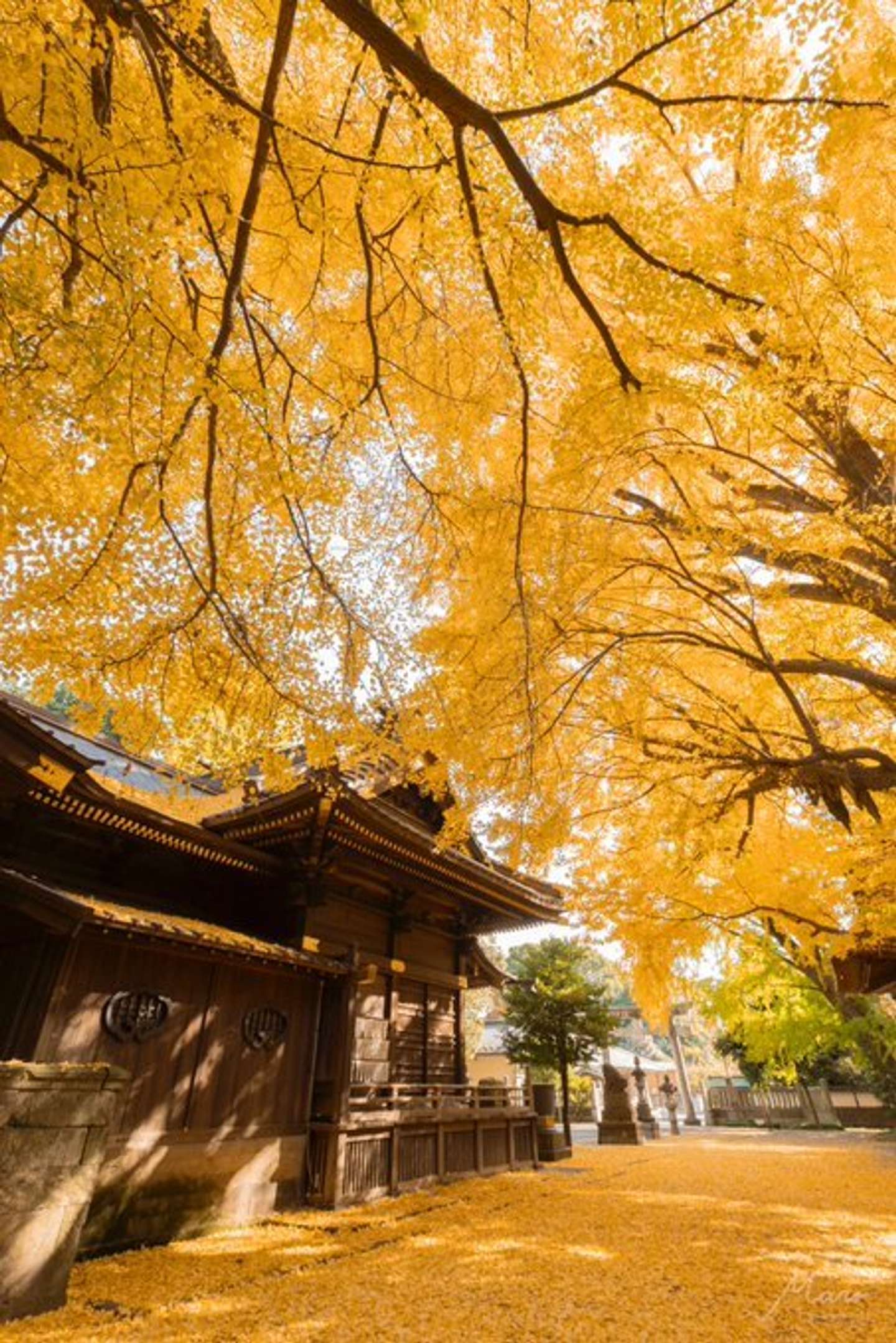 mari（＠mariphoto16）さんの投稿より、玉敷神社本殿