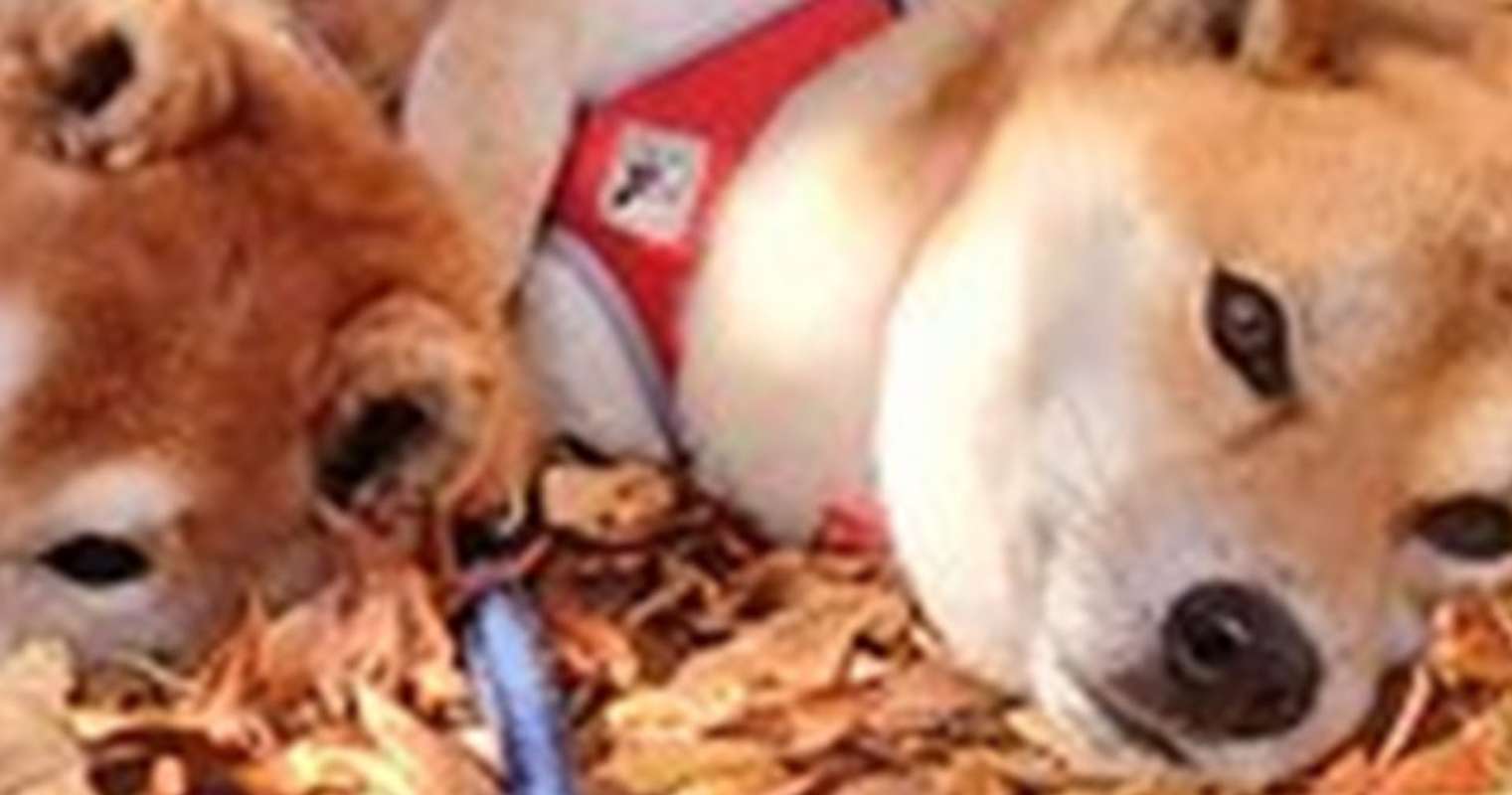 画像は＠farm_docanさん提供