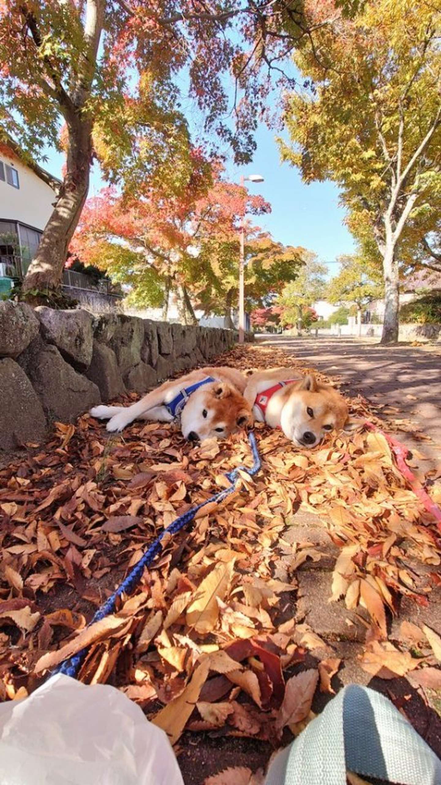 画像は＠farm_docanさん提供、再掲