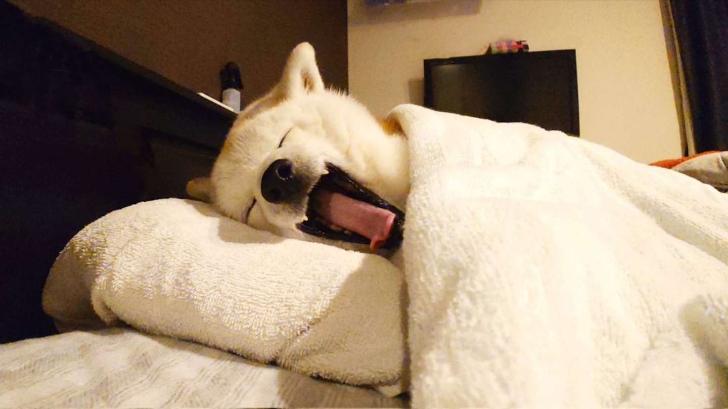 画像はくーさんママ（＠kukuri_shibainu）さん提供、再掲