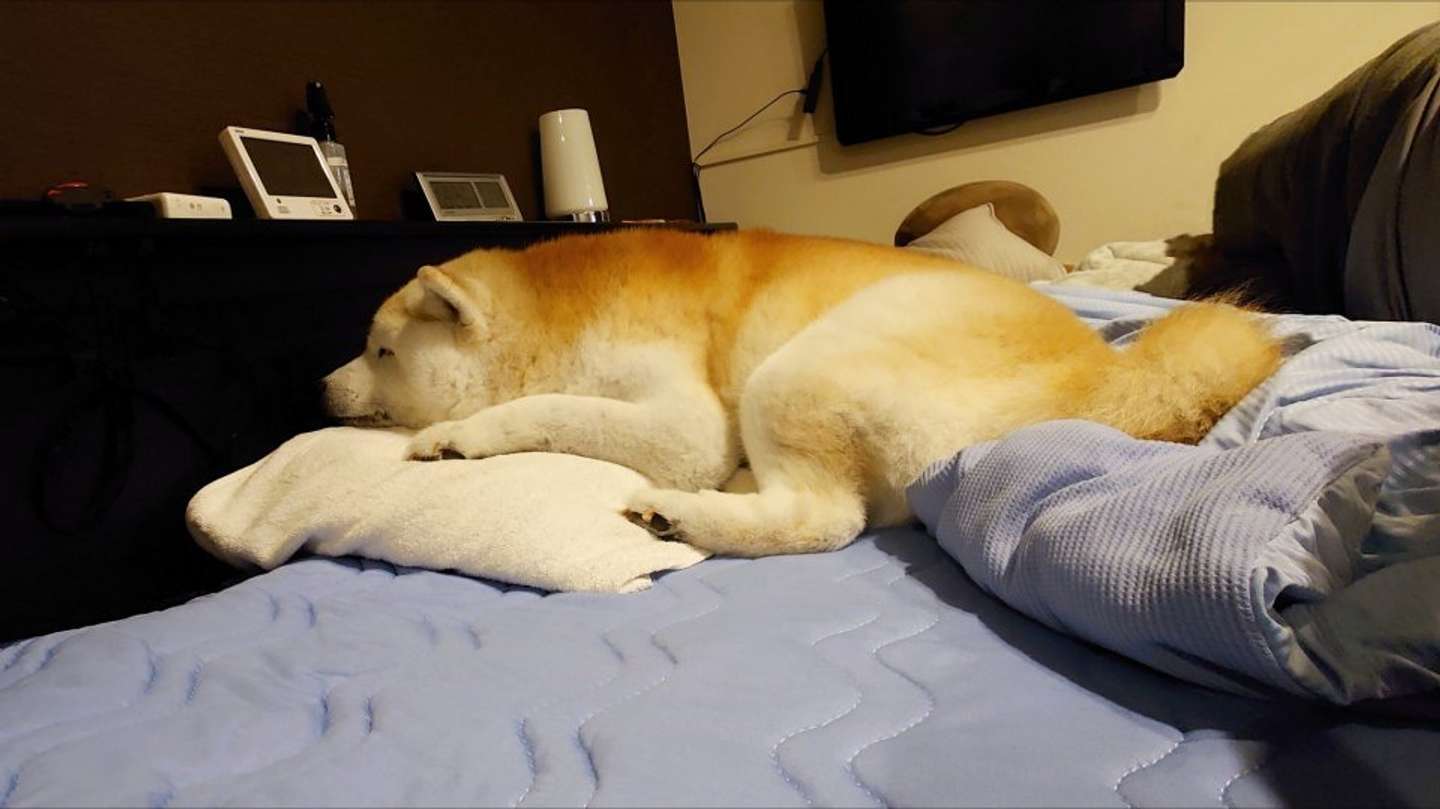 すやすや（画像はくーさんママ（＠kukuri_shibainu）さん提供）