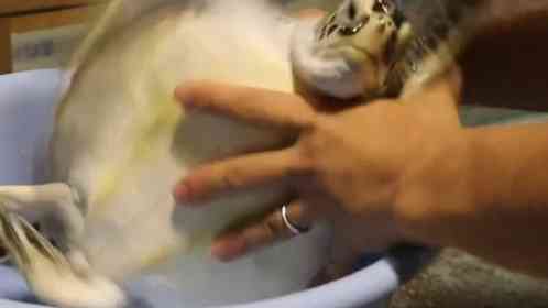 〝子ガメの体重測定〟が激しすぎて「かわいい」「ジワる」　三重・道の駅ウミガメ公園のポストに10万人破顔