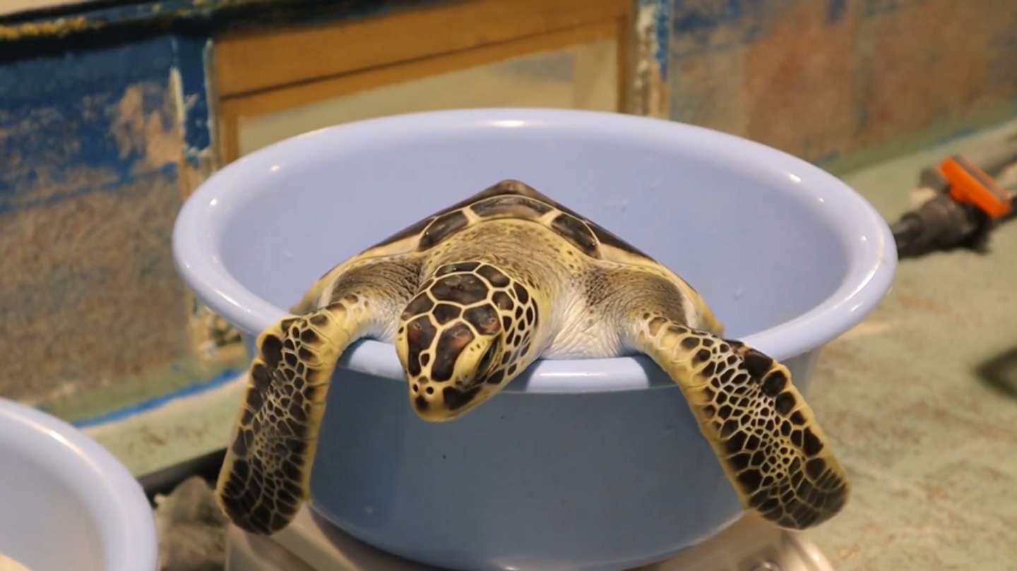 完全に脱力（動画「体重を測られ慣れしてる子ガメ」より、スクリーンショット）