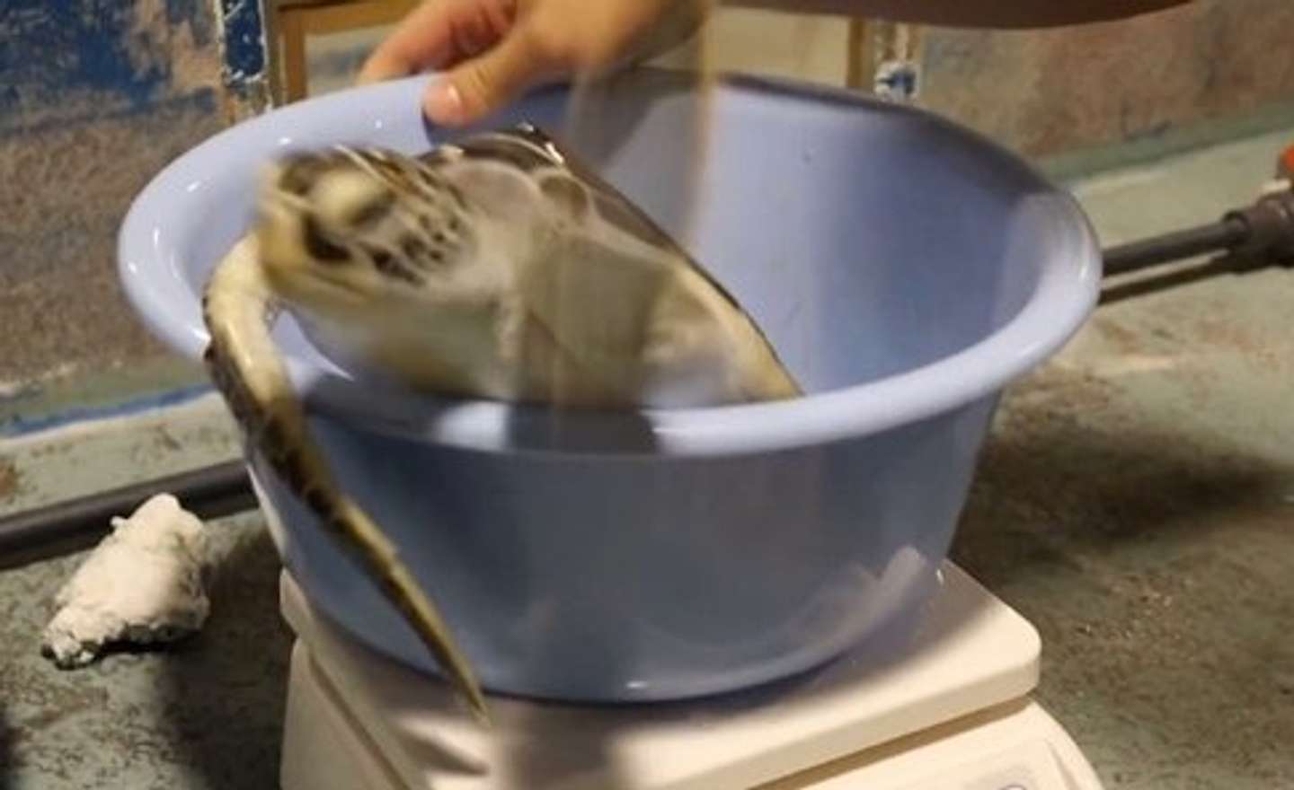 「道の駅ウミガメ公園【公式】」（＠umigame_kouen）の投稿より