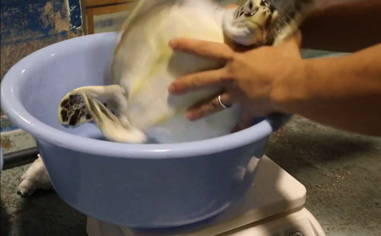 「道の駅ウミガメ公園【公式】」（＠umigame_kouen）の投稿より、ひっくり返る子ガメ