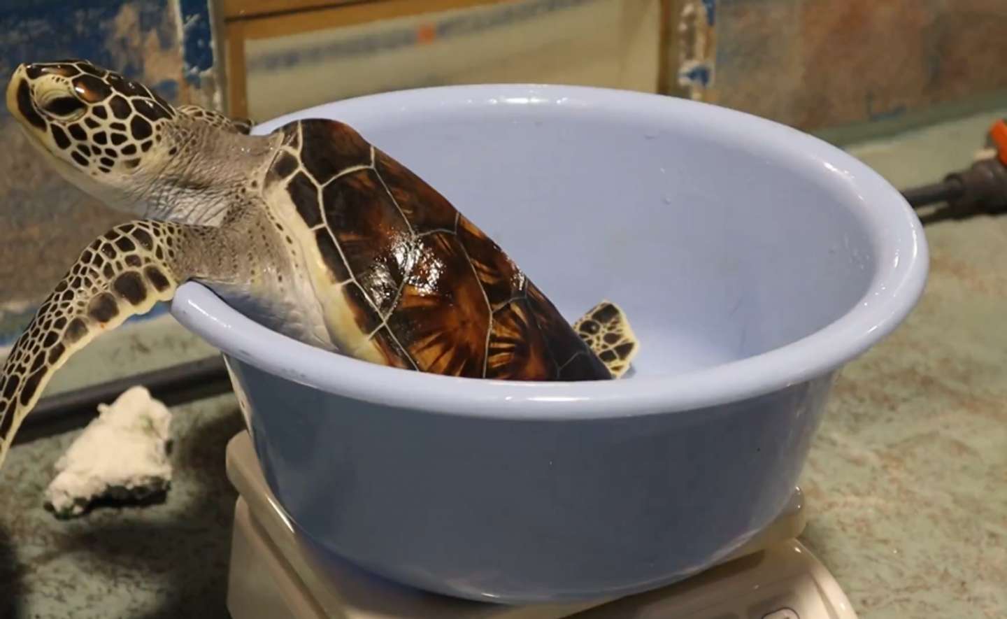 「道の駅ウミガメ公園【公式】」（＠umigame_kouen）の投稿より、諦めた子ガメ
