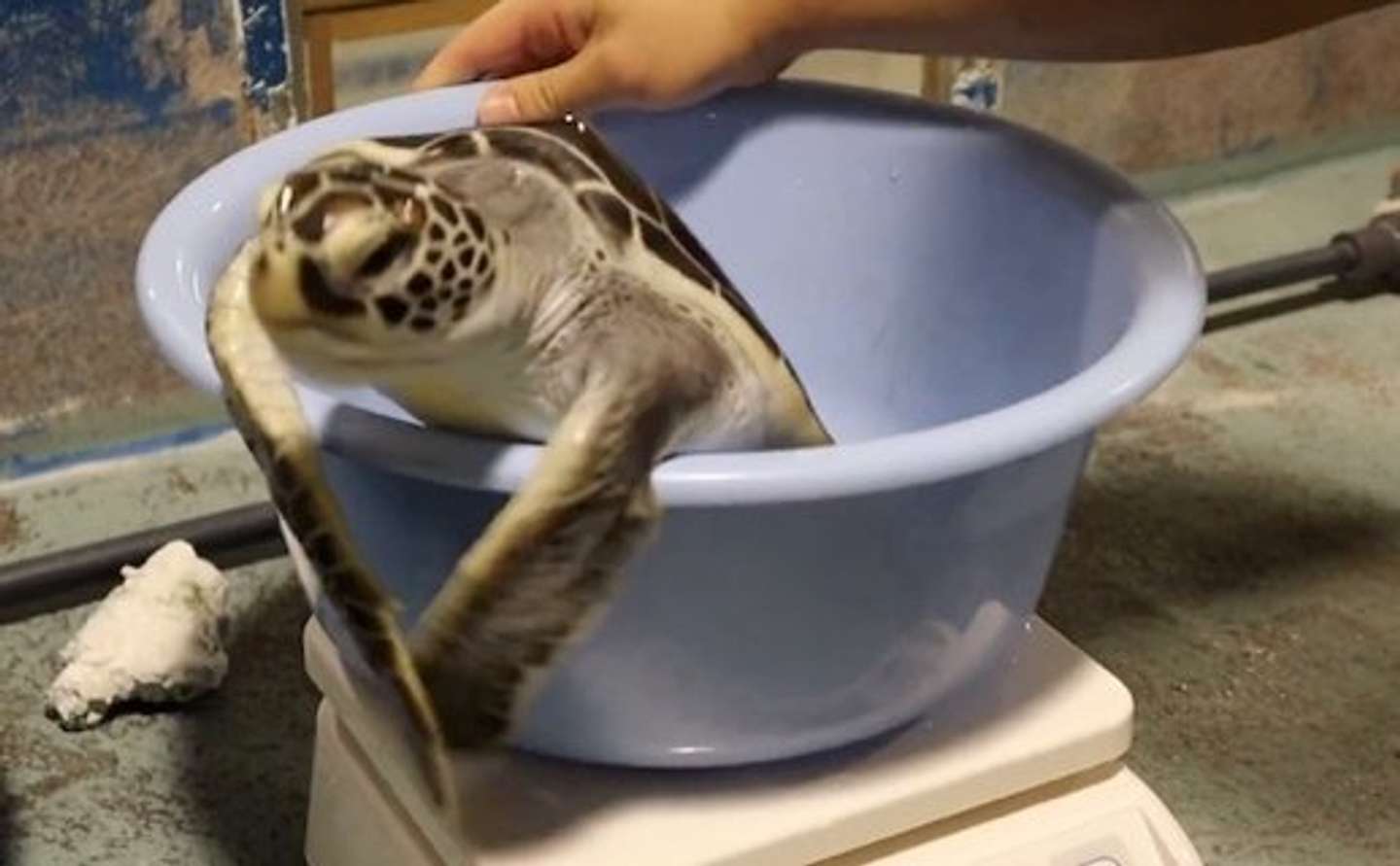 「道の駅ウミガメ公園【公式】」（＠umigame_kouen）の投稿より