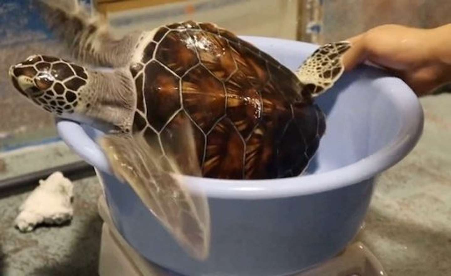 「道の駅ウミガメ公園【公式】」（＠umigame_kouen）の投稿より