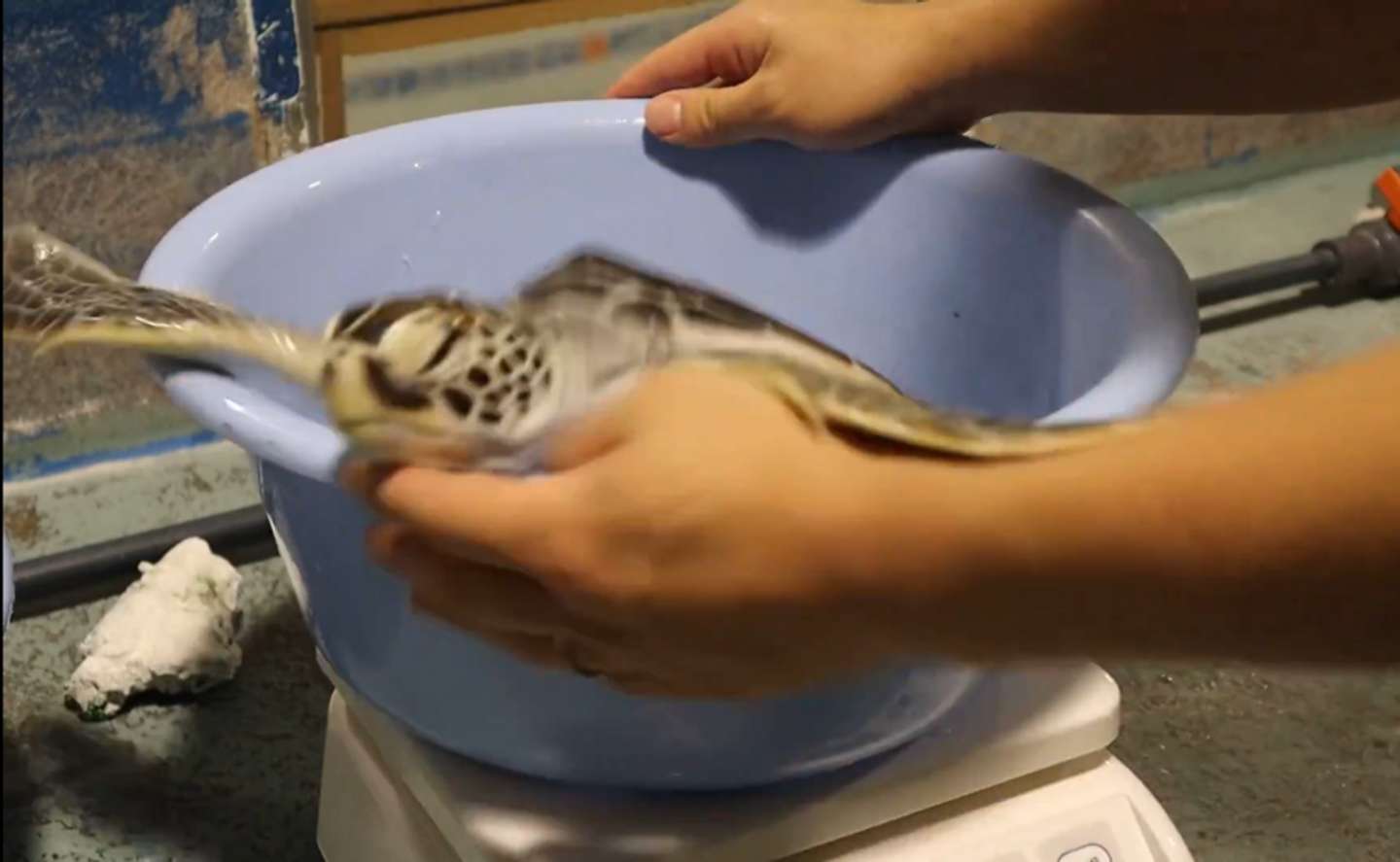 「道の駅ウミガメ公園【公式】」（＠umigame_kouen）の投稿より