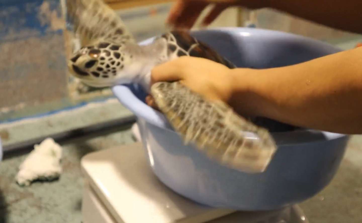 「道の駅ウミガメ公園【公式】」（＠umigame_kouen）の投稿より